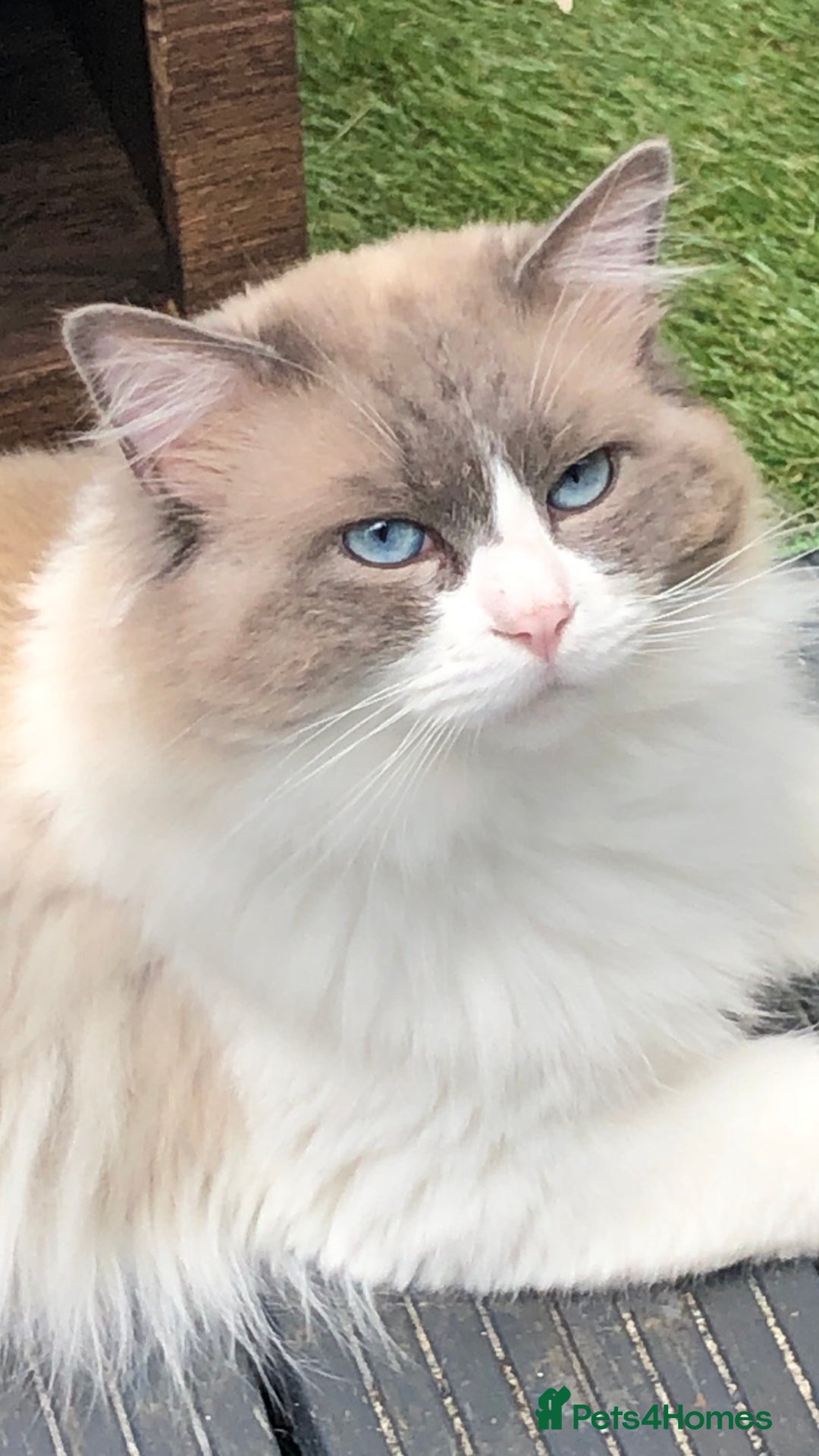 Ragdoll cats for stud: Active Gccf Blue bi Ragdoll in Grantham - Image 1
