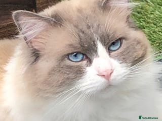 Ragdoll cats Active Gccf Blue bi Ragdoll in Grantham - Advert 13