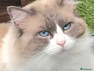 Ragdoll cats Active Gccf Blue bi Ragdoll in Grantham - Advert 7