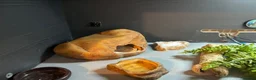 Leopard Gecko reptiles for sale: Mack Snow Leopard Gecko inc. full set up - Advert 6