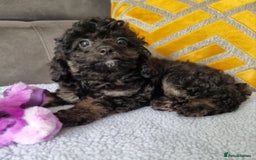 Cockapoo dogs for sale: Fully Vaccinated, Adorable small Cockapoo puppies - Image 29