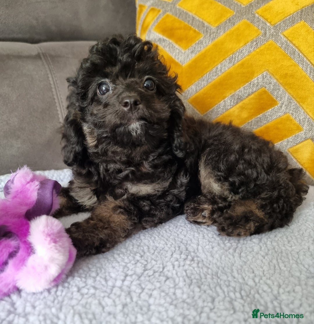 Cockapoo dogs for sale: Fully Vaccinated, Adorable small Cockapoo puppies - Image 29