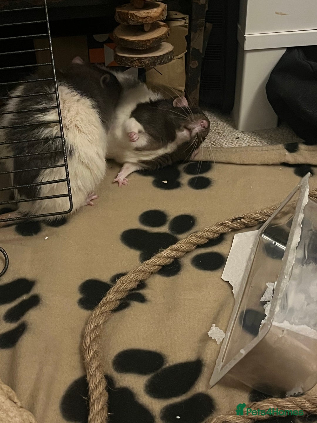 Rat rodents for sale: Lone Male Rat Needing Home - Advert 4