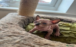 Sphynx cats for sale: Exquisite Sphynx Kittens - Image 18