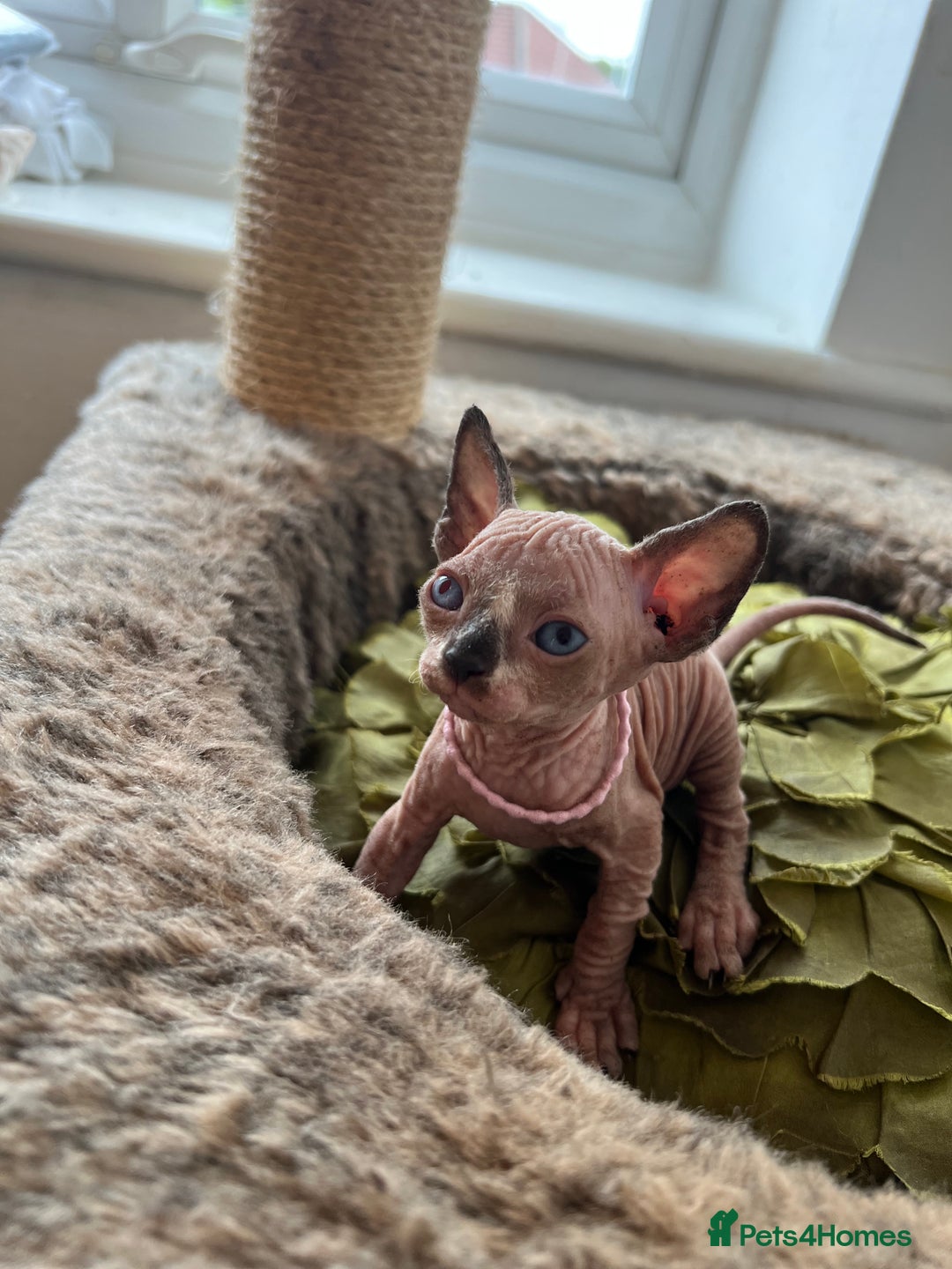 Sphynx cats for sale: Exquisite Sphynx Kittens - Image 18
