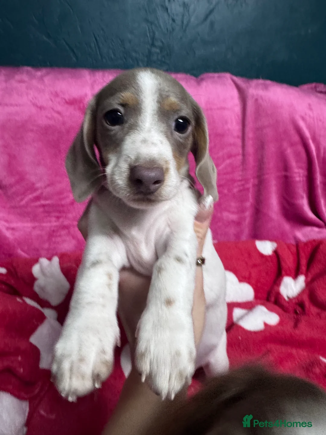 Miniature Dachshund dogs for sale: 4 cute piebald miniature dachshunds available  - Advert 24