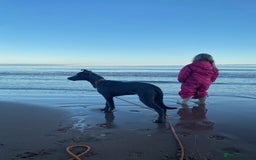 Mixed Breed dogs for sale: Baloo in Arbroath - Image 5