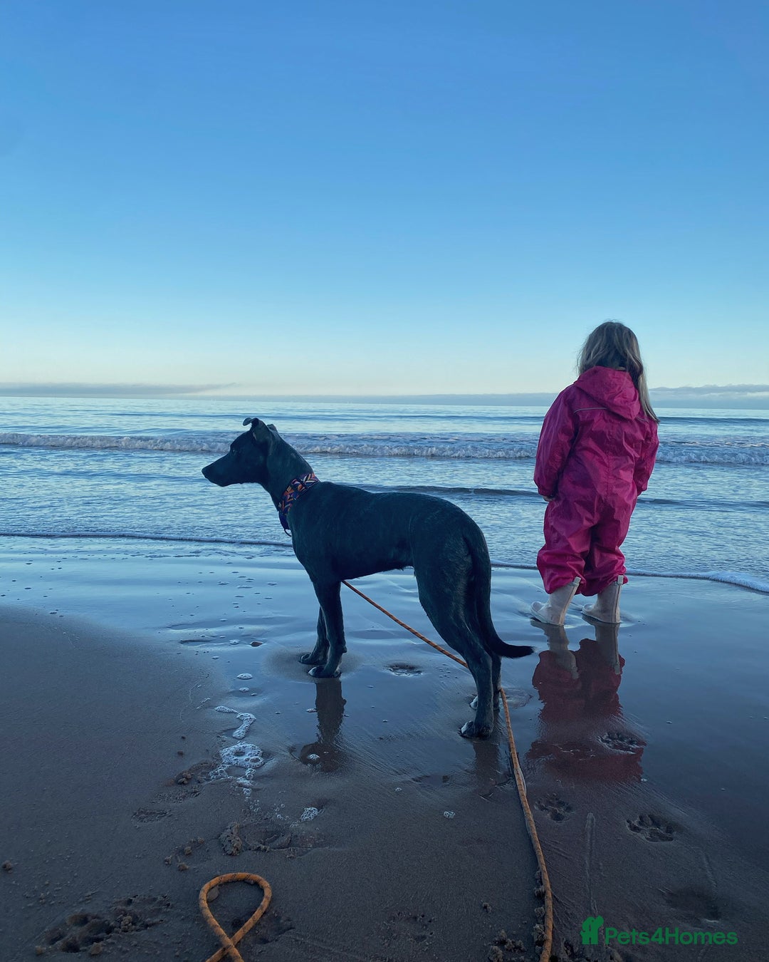 Mixed Breed dogs for sale: Baloo in Arbroath - Image 5