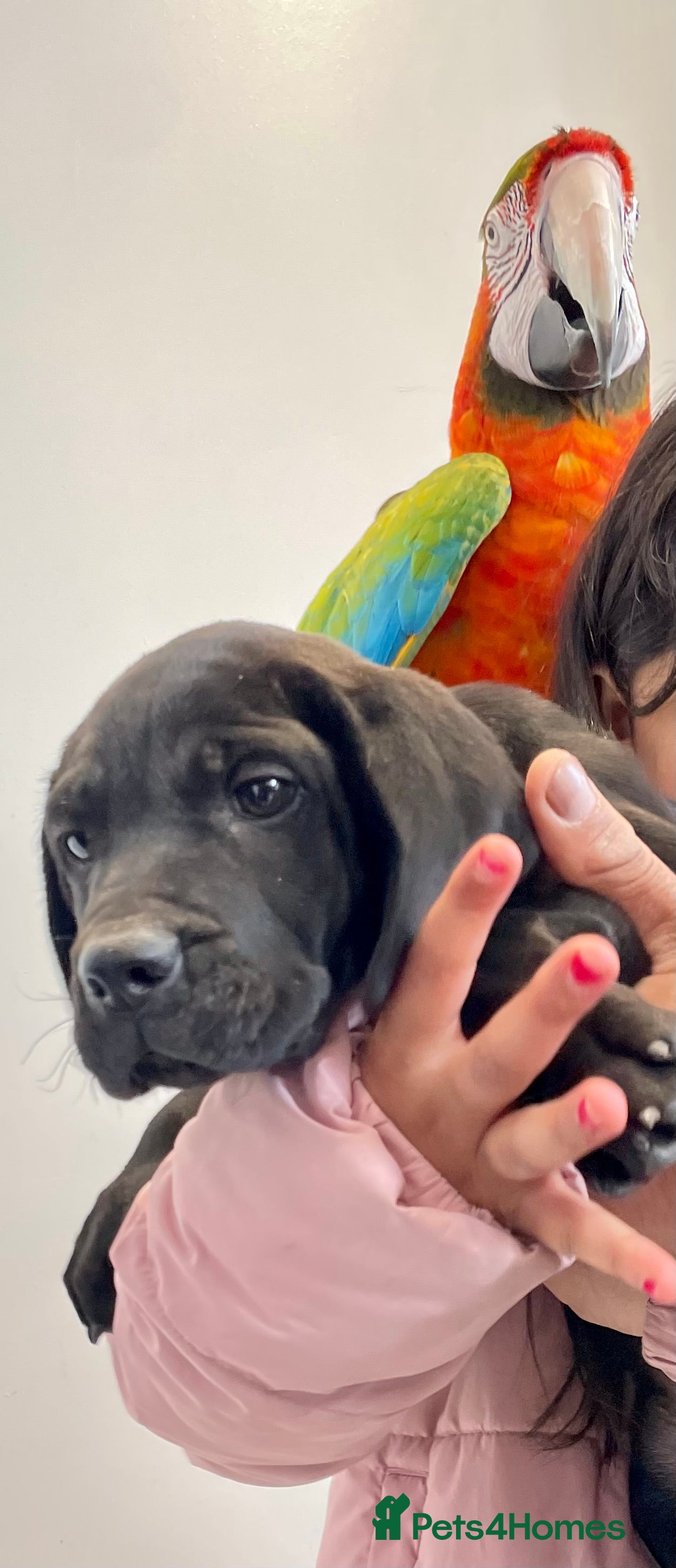 Macaws birds Very friendly macaw  - Advert 14