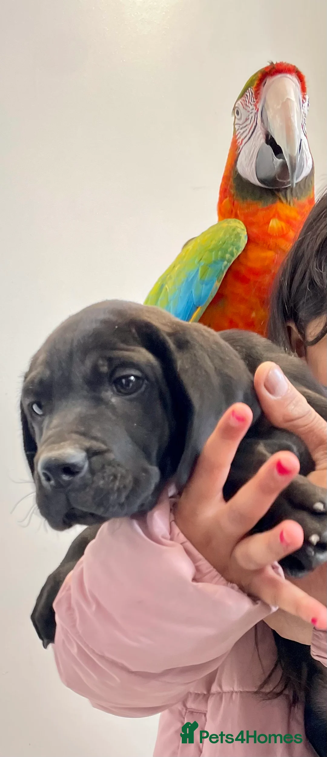 Macaws birds for sale: Very friendly macaw  in Leicester - Advert 1