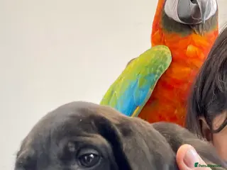 Macaws birds Very friendly macaw - Advert 14