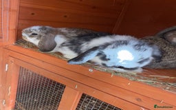 Mini Lop rabbits for sale: Top quality mini lop babies  - Image 7