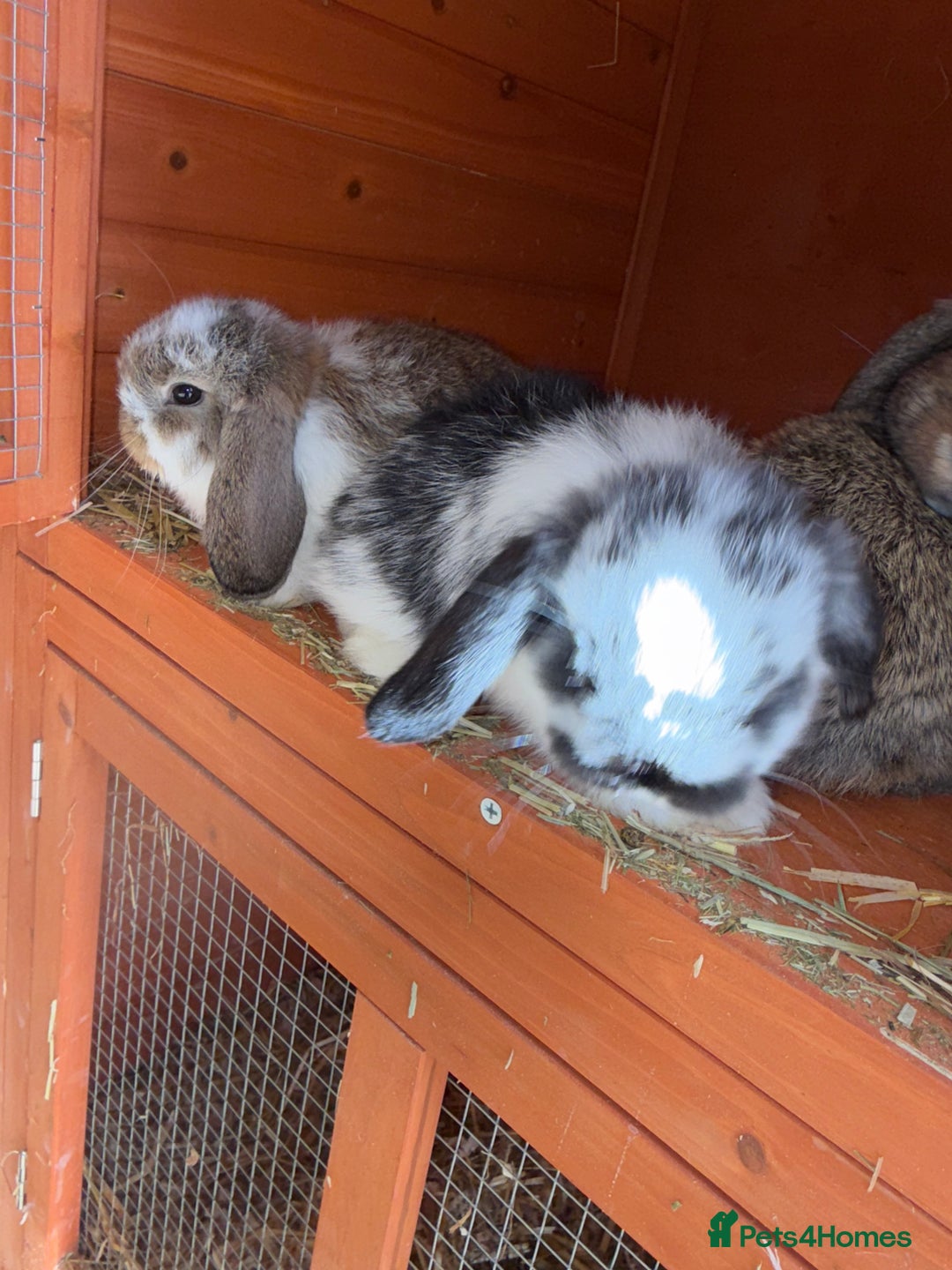 Mini Lop rabbits for sale: Top quality mini lop babies  - Image 7