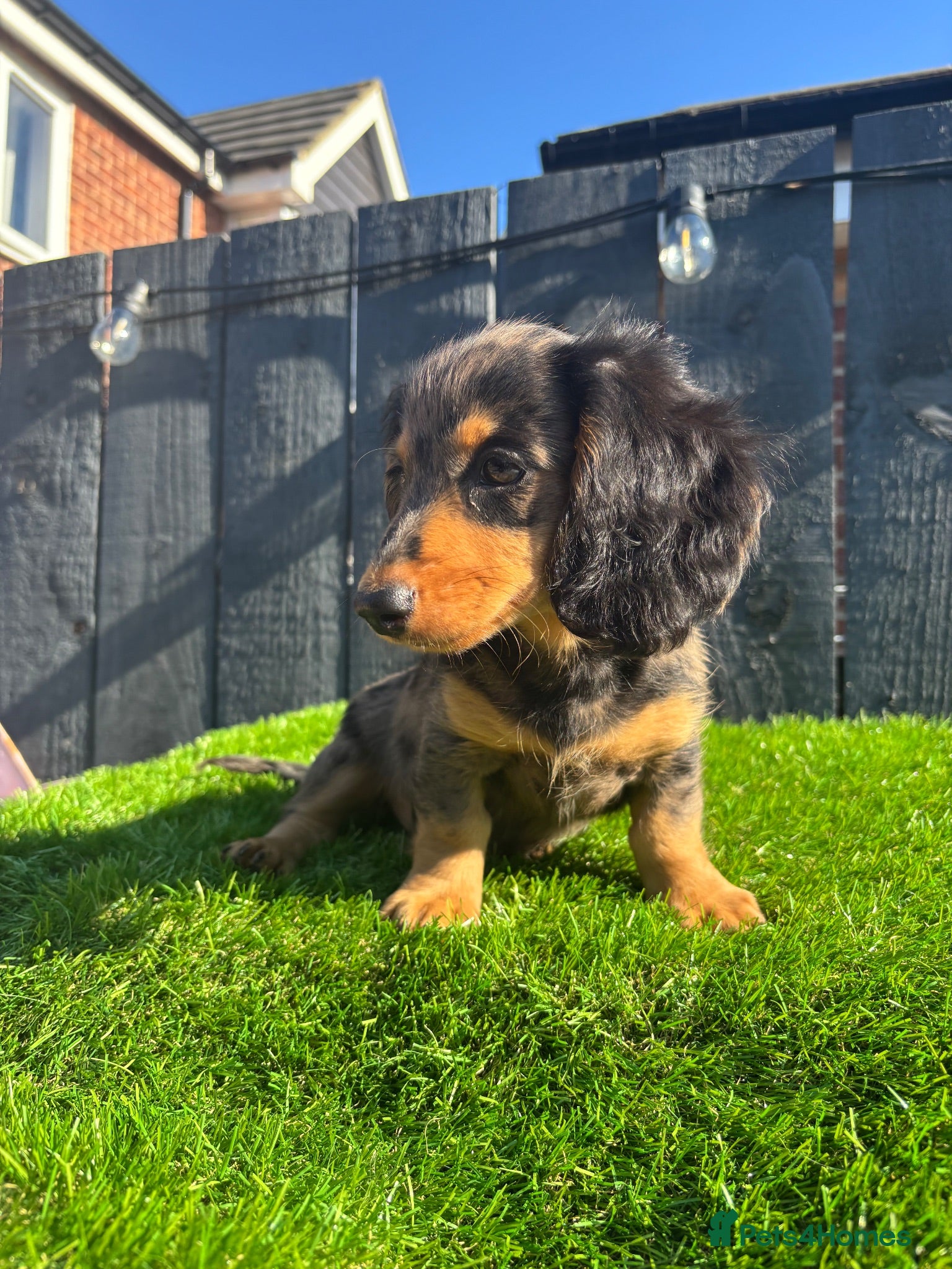 Miniature Dachshund dogs 🐾KC registered long-haired miniature dachshund 🐾 - Advert 14