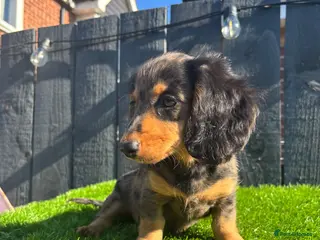 Miniature Dachshund dogs 🐾KC registered long-haired miniature dachshund 🐾 - Advert 14