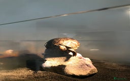 Turtle reptiles for sale: 🐢 Friendly lifelong friend 🐢 - Image 3