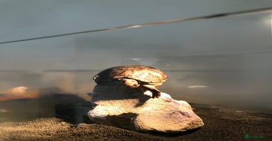 Turtle reptiles - Advert 9