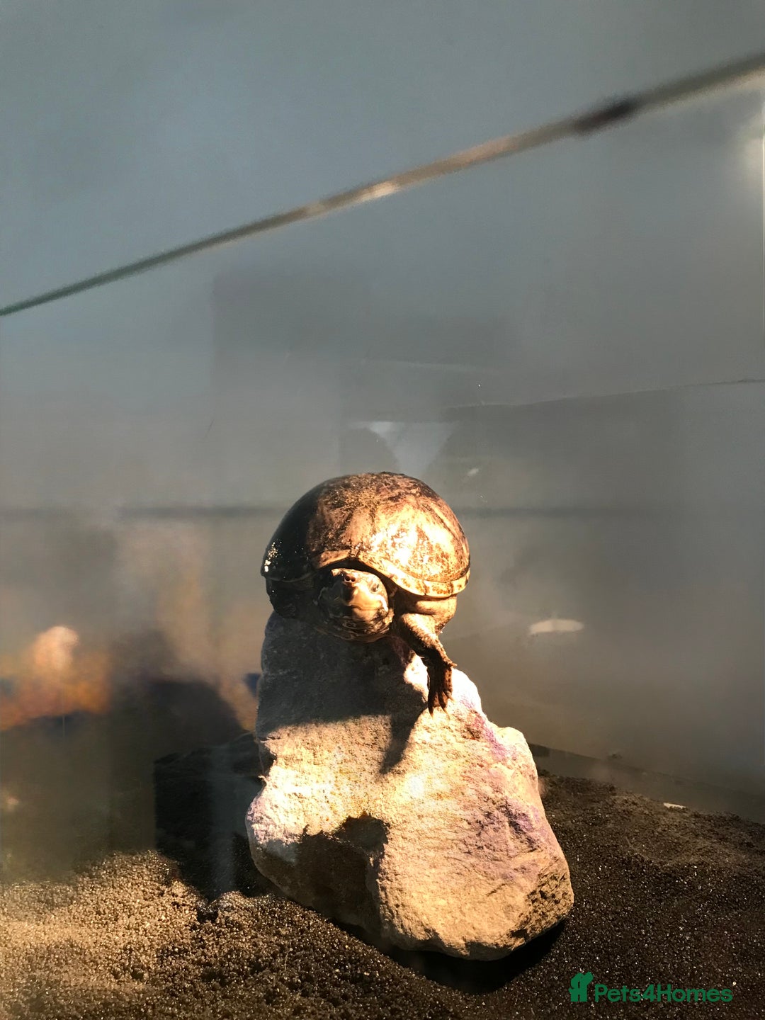 Turtle reptiles for sale: 🐢 Friendly lifelong friend 🐢 - Image 3