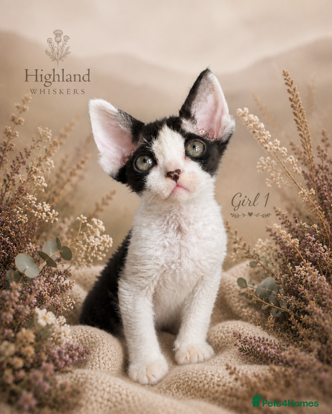 Devon Rex cats Devon Rex Kittens –GCCF Last kitten available BOY  - Advert 3