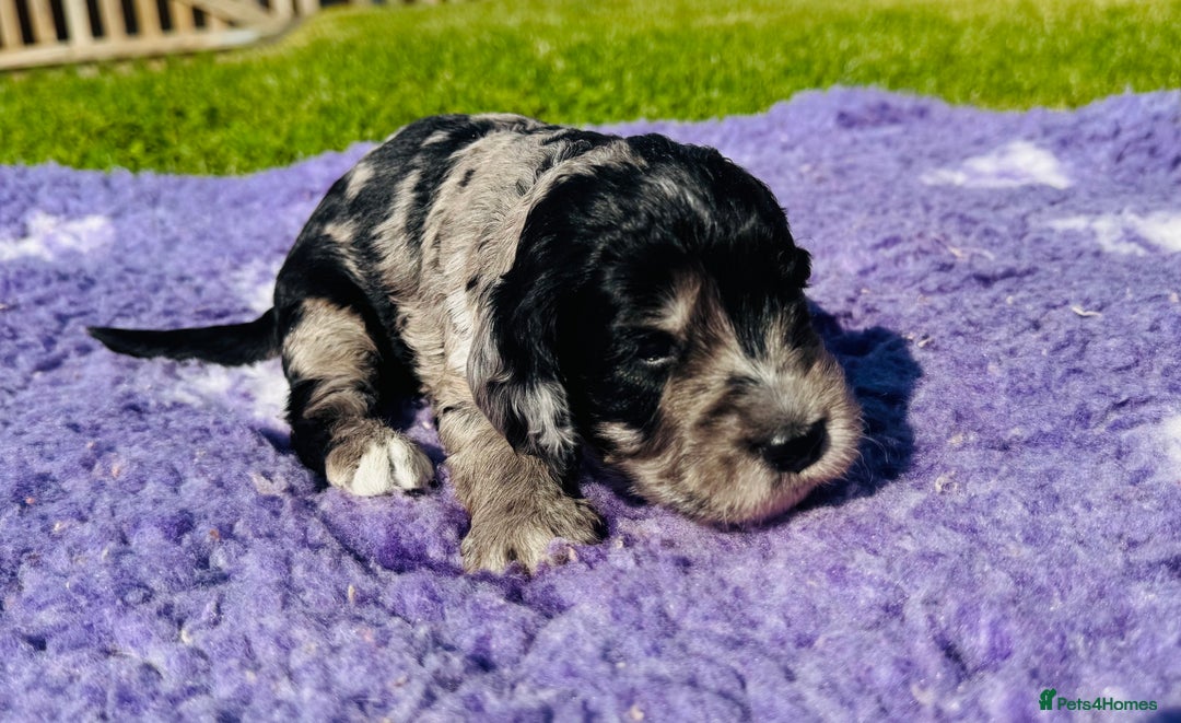 Mixed Breed dogs for sale: Schnoodle Babies 🐾🐾🐾 - Image 1