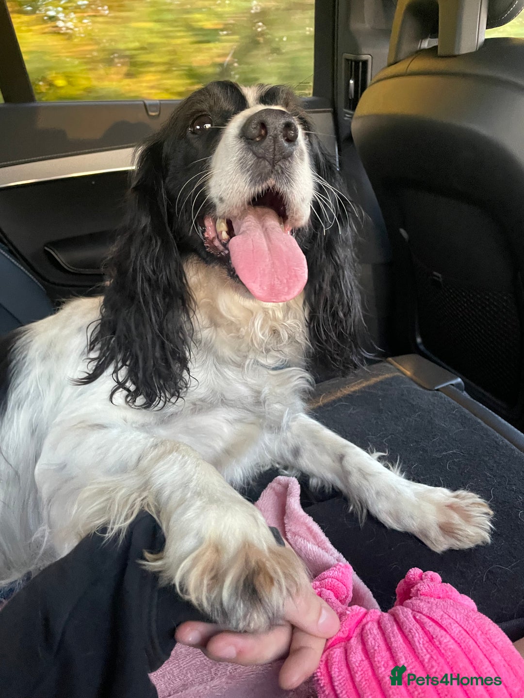 English Springer Spaniel dogs for sale: Springer spaniel  - Image 3