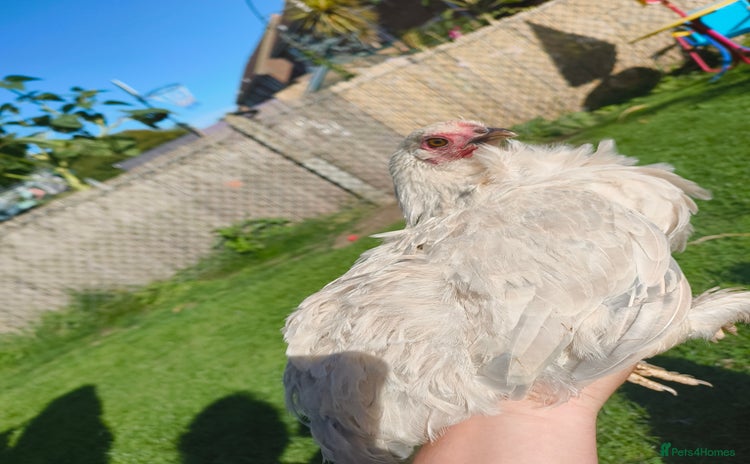 Chickens poultry - Advert 1