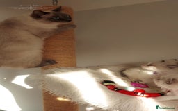 Ragdoll cats for sale: Beautiful Ragdoll kittens 😻😻😻 - Image 26