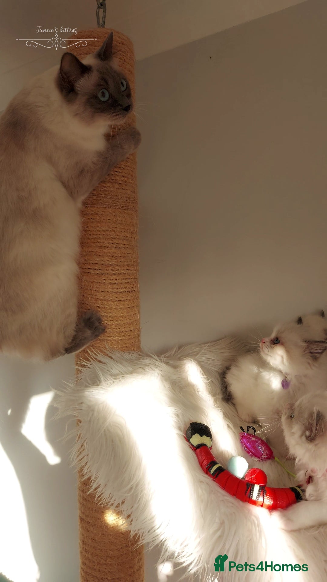 Ragdoll cats for sale: Beautiful Ragdoll kittens 😻😻😻 - Image 26