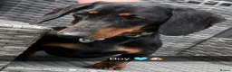 Dachshund dogs for sale: Dashund  in Wednesbury - Advert 4