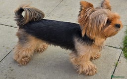 Yorkshire Terrier dogs for sale: Miniature Yorkshire Terrier Puppies - Image 6