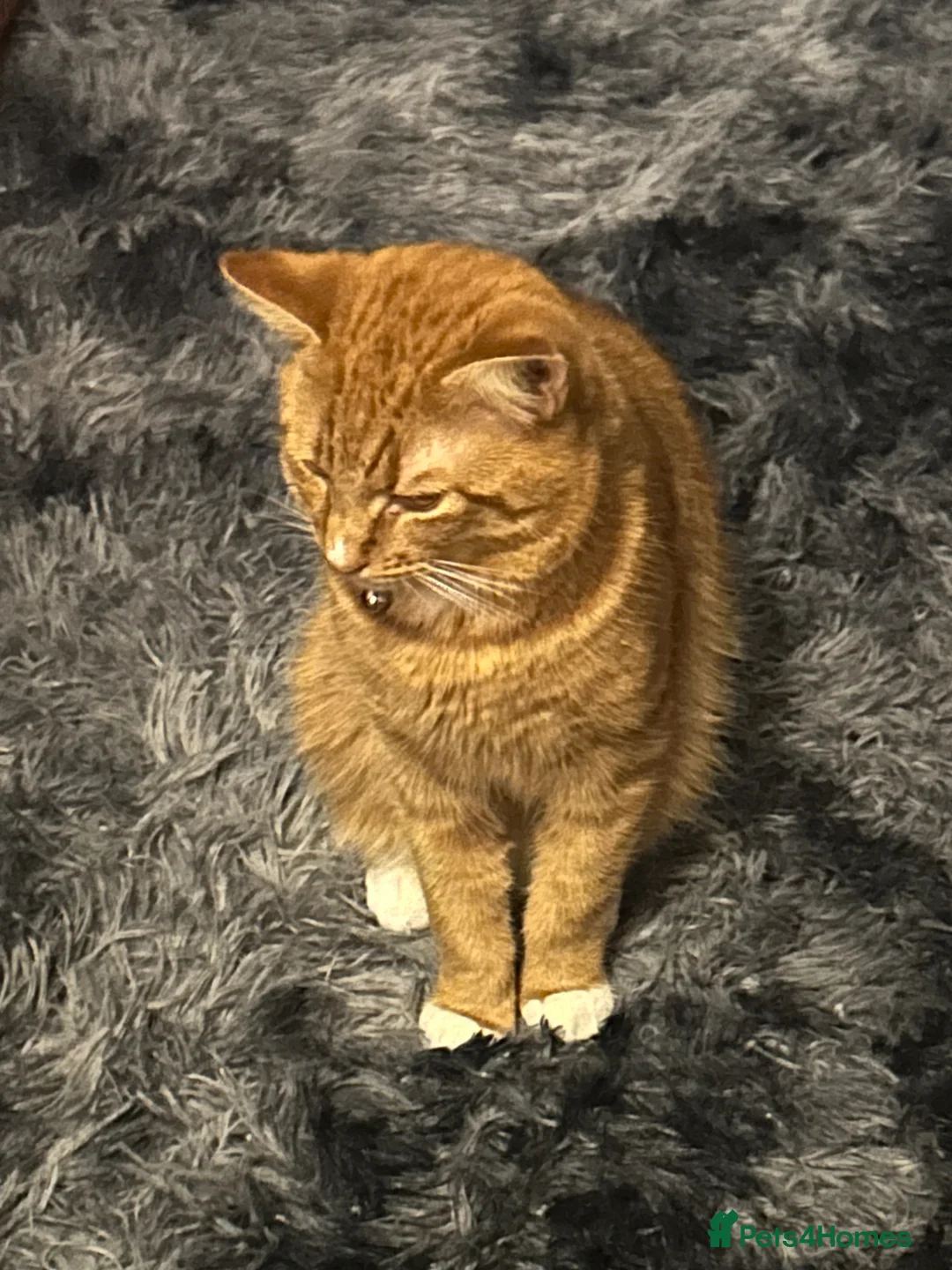 Domestic Shorthair cats for sale: Male cat 10 months in Burton-on-Trent - Advert 1