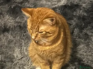 Domestic Shorthair cats Male cat 10 months - Advert 1