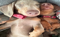 Miniature Dachshund dogs for sale: Lola and stitch the miniature dachshunds  - Image 6