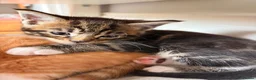 Maine Coon cats for sale: Maine Coon mixed kittens  - Advert 20