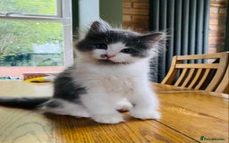 Siberian cats for sale: Purebred Siberian kittens  - Image 5