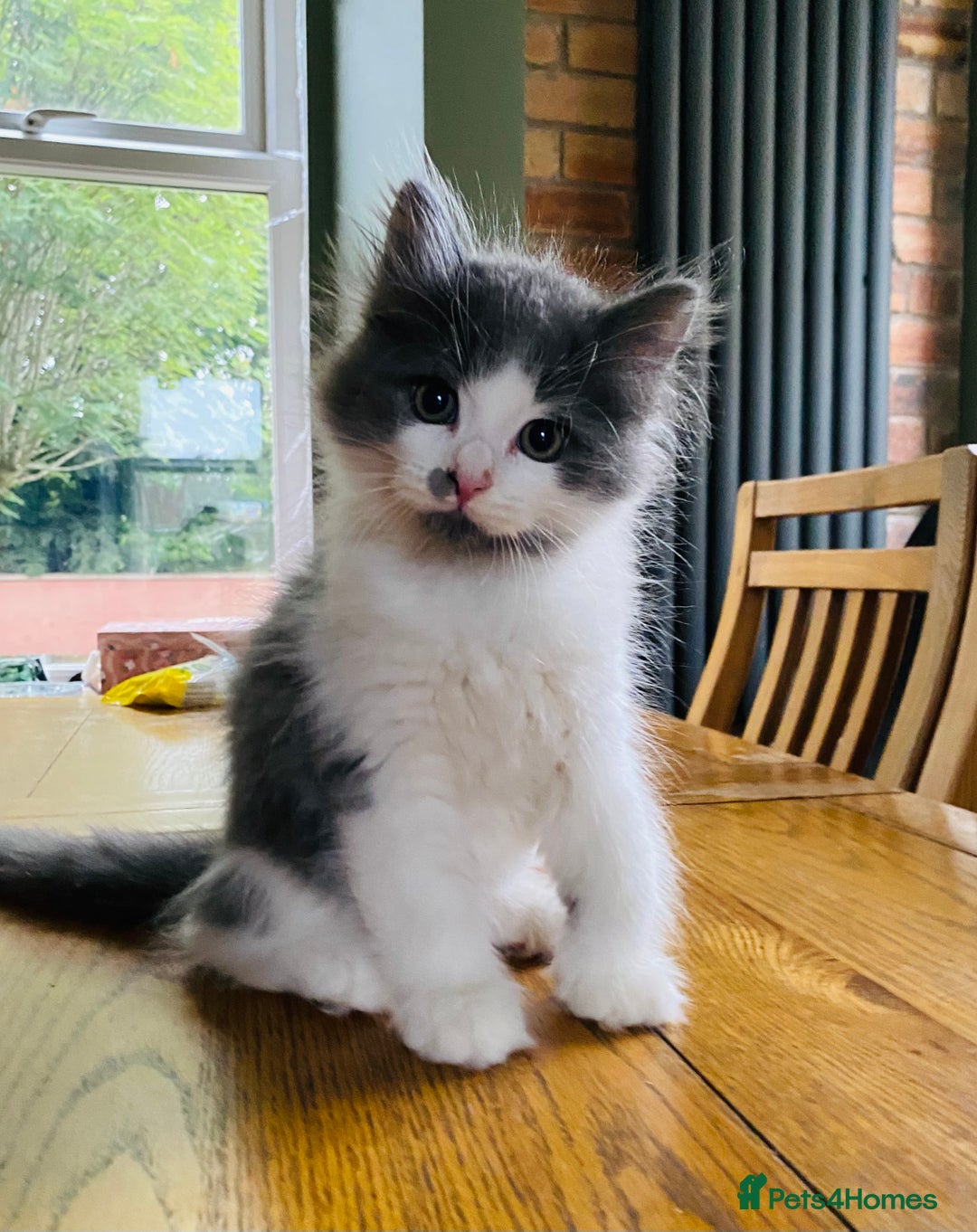 Siberian cats for sale: Purebred Siberian kittens  - Image 5