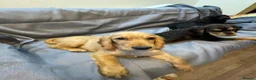 Cocker Spaniel dogs for sale: Cocker Spaniel Puppies - Advert 12