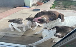 German Shorthaired Pointer dogs for sale: German shorthaired pointer - Image 13