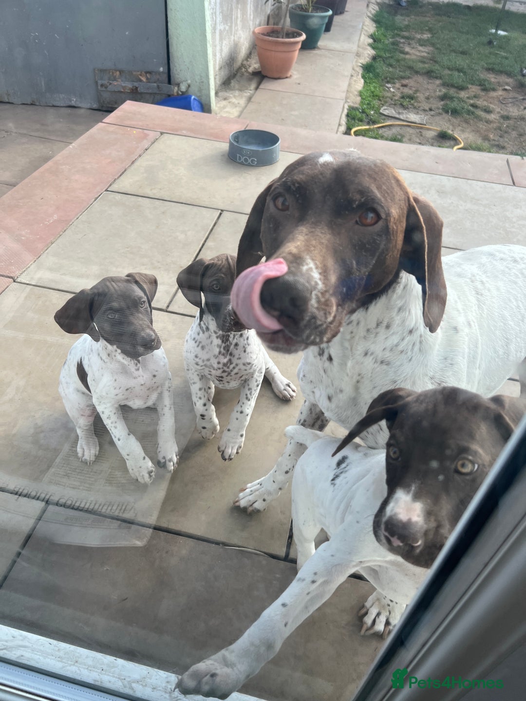 German Shorthaired Pointer dogs for sale: German shorthaired pointer - Image 13