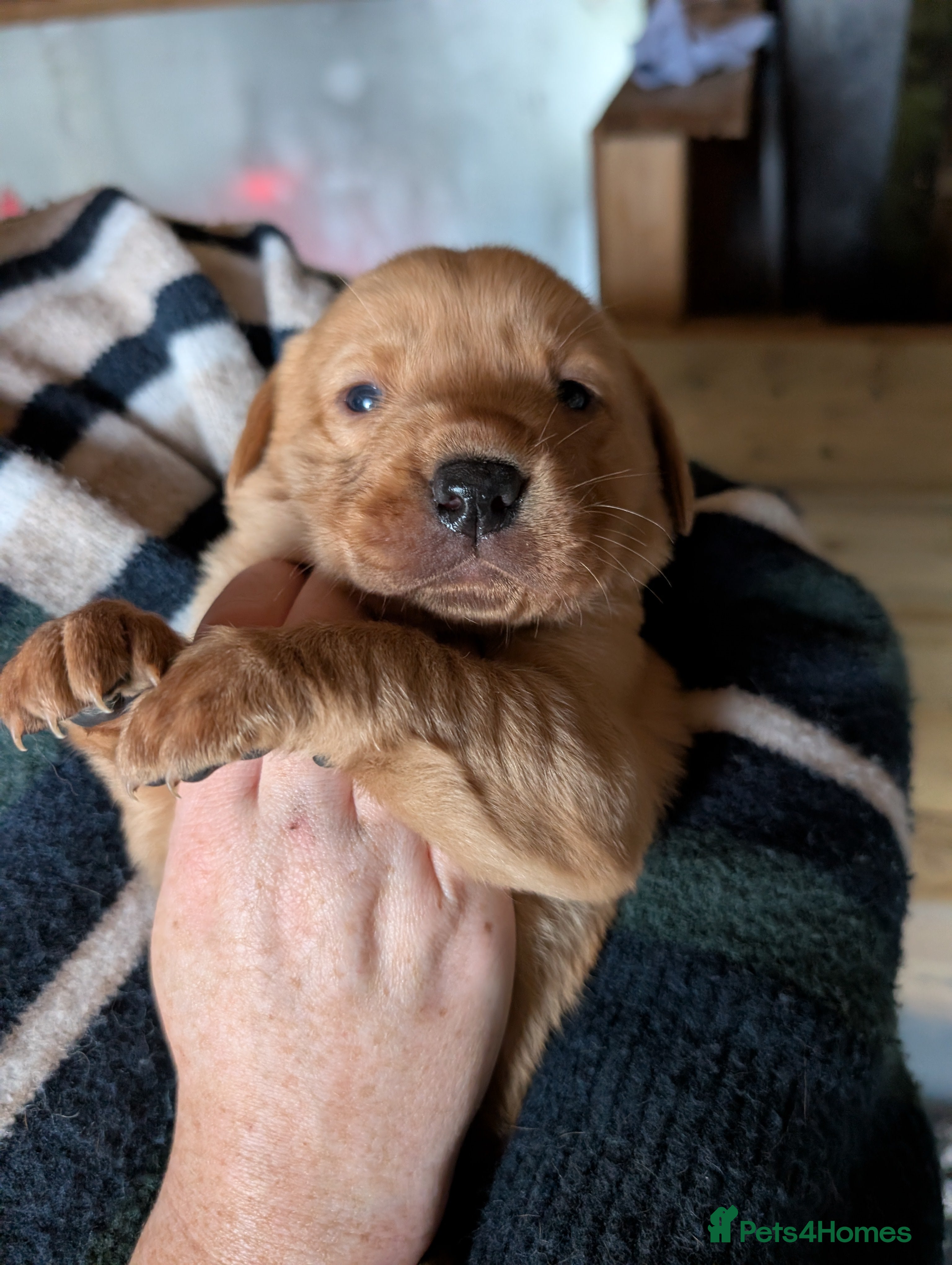 Labrador Retriever dogs Fab KC Fox Red Pups - 4* Higher Standard Breeder - Advert 4