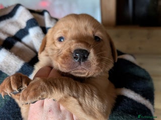 Labrador Retriever dogs Fab KC Fox Red Pups - 4* Higher Standard Breeder - Advert 2
