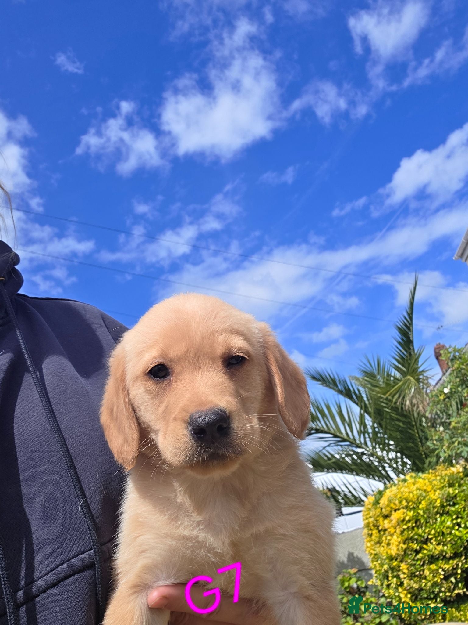Goldador dogs Ready Now Gorgeous Goldador Puppies - Advert 1