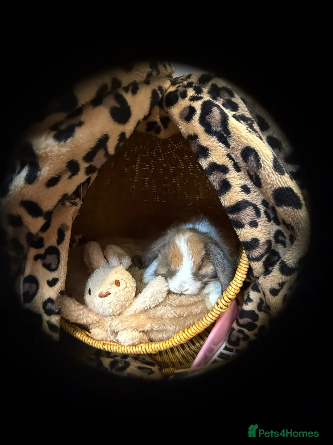 Netherland Dwarf rabbits for sale: Urgent rehoming. Young Netherland dwarf+ mini lop - Advert 7