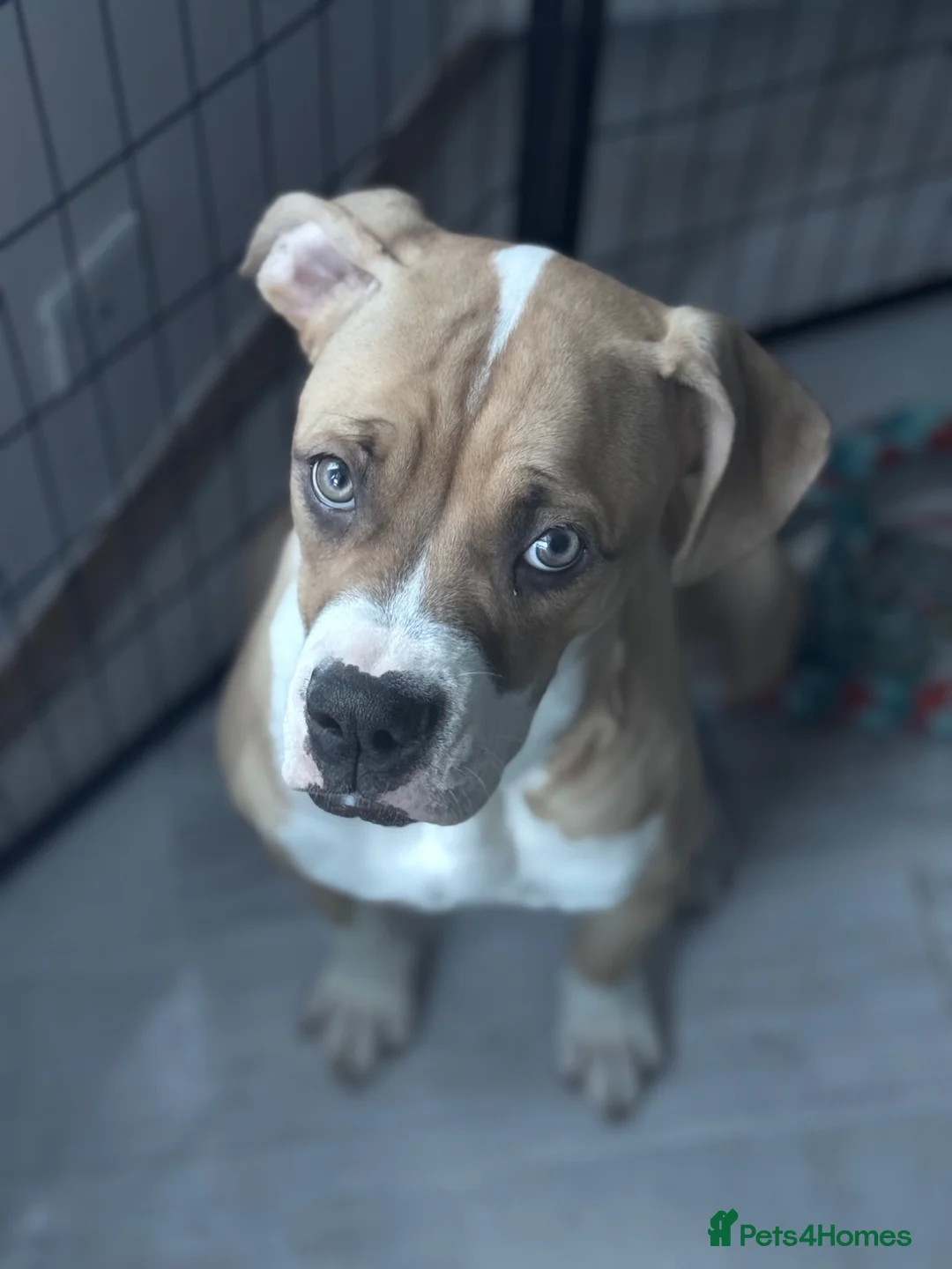 American Bulldog dogs for sale: Beautiful 8 month old girl  in Glasgow - Advert 4