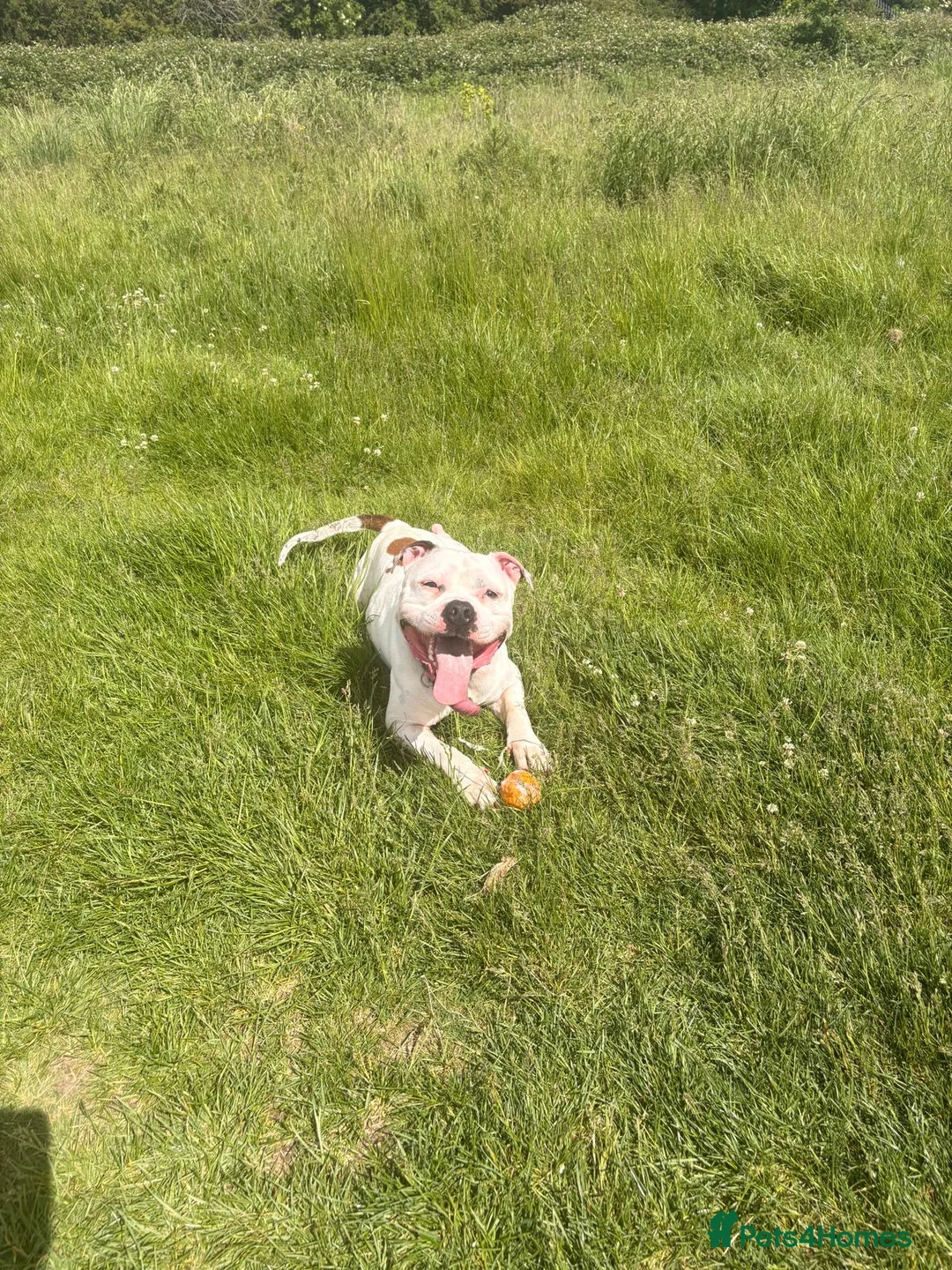 Mixed Breed dogs for stud: Ghost for Stud - Advert 1