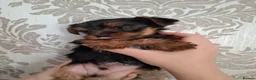 Yorkshire Terrier dogs for sale: Charming Yorkshire Terrier Puppies - Advert 18