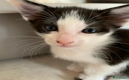 Siamese cats for sale: 3 half Siamese kittens  - Image 2