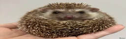 Pygmy Hedgehog rodents for sale: Girls Boys Ethically Bred African Pygmy Hedgehogs - Advert 19