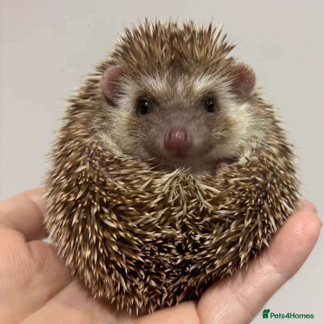 Pygmy Hedgehog rodents for sale: Girls Boys Ethically Bred African Pygmy Hedgehogs - Advert 19