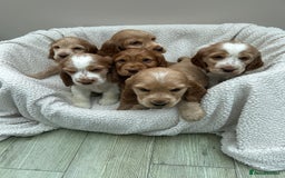 Cocker Spaniel dogs for sale: READY NOW KC Reg.Show Cocker Spaniels  - Image 2